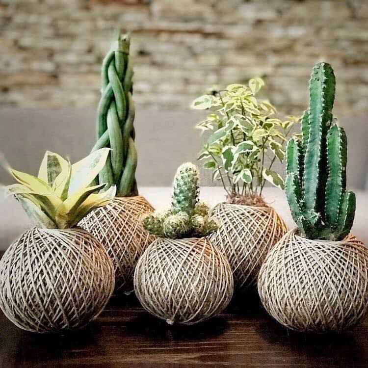 succulents ball