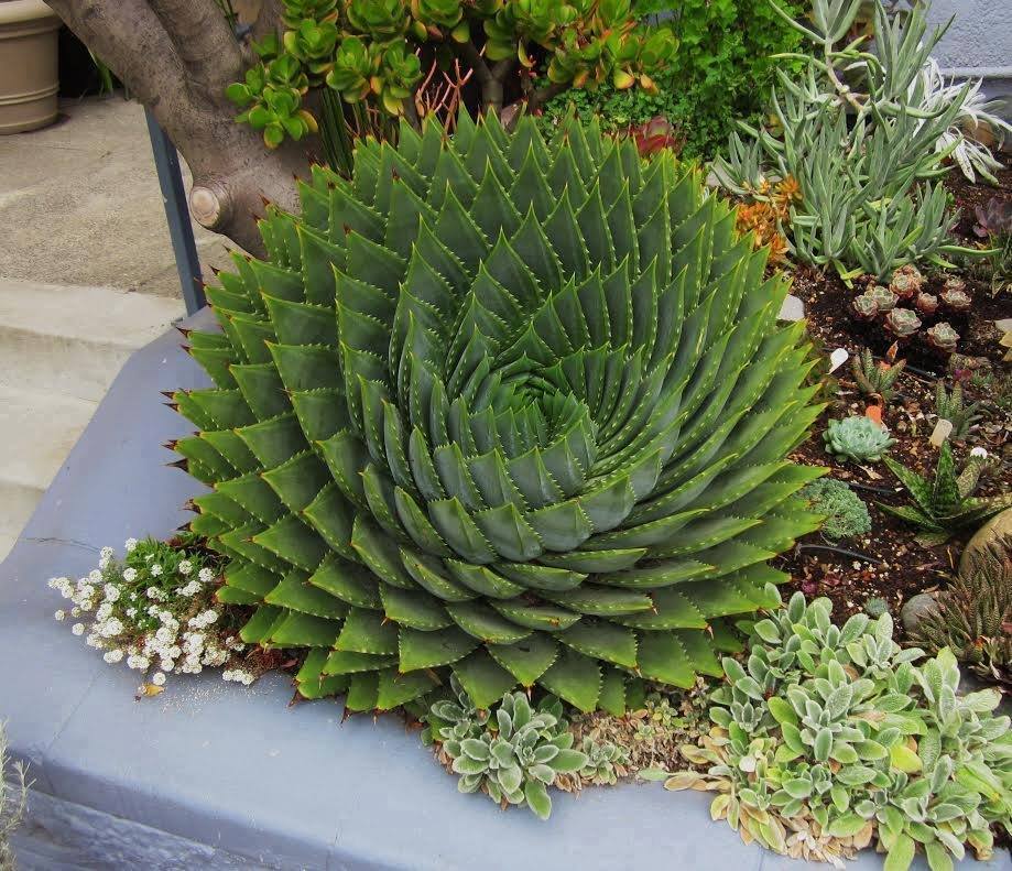 spiral aloe