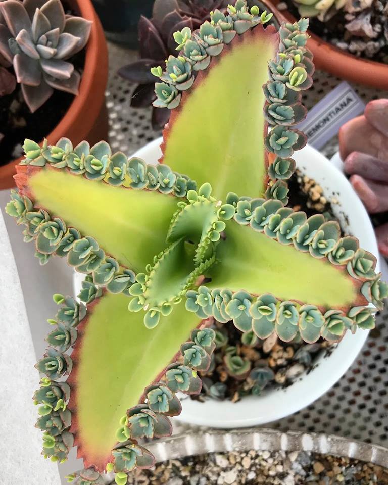 succulent star