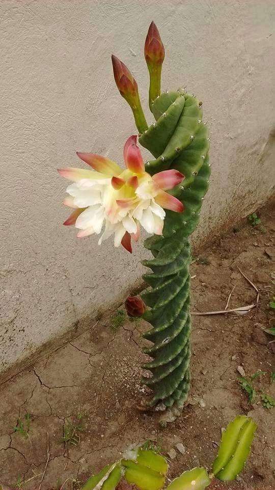 thorns filled cactus